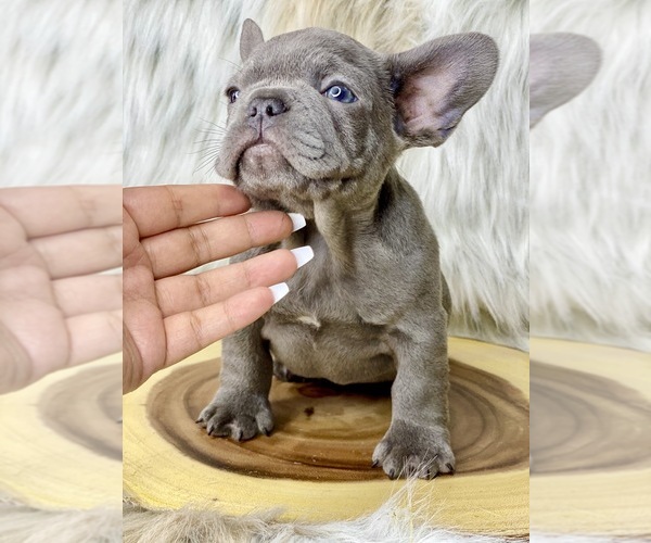 Medium Photo #2 French Bulldog Puppy For Sale in OJAI, CA, USA
