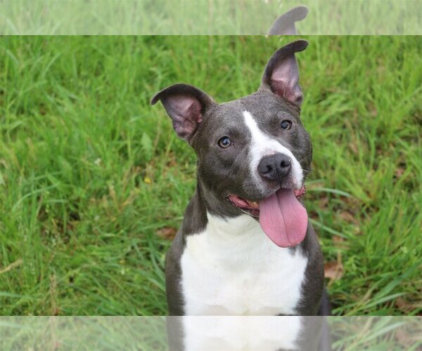 Medium Photo #1 Mutt Puppy For Sale in Jackson, MS, USA