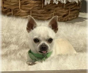 Dominic - Male Rat-Cha Dog for Adoption - Photo #4