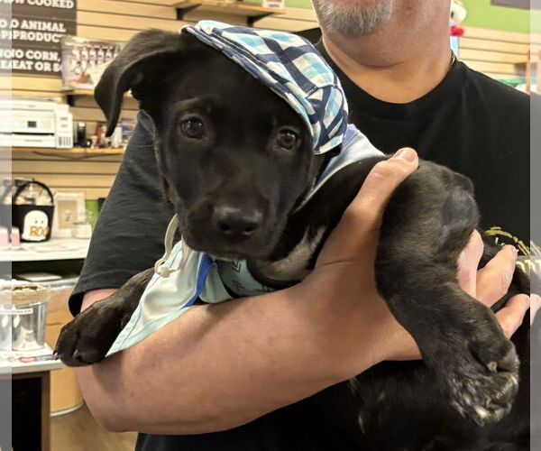 Medium Photo #4 Labrador Retriever-Unknown Mix Puppy For Sale in Clarkston, MI, USA
