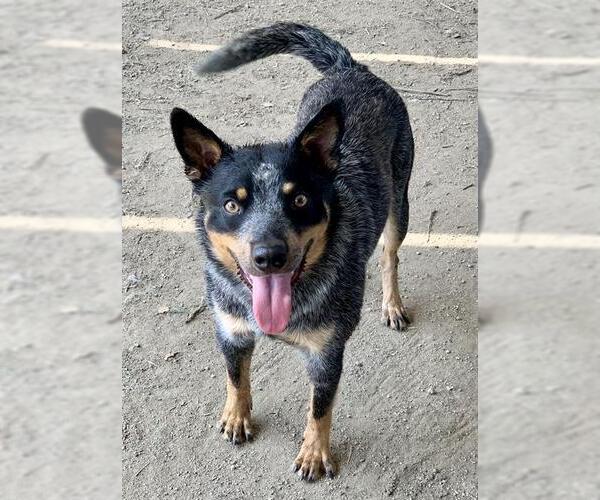 Medium Photo #2 Australian Cattle Dog Puppy For Sale in Riverside, CA, USA