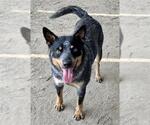 Small #1 Australian Cattle Dog