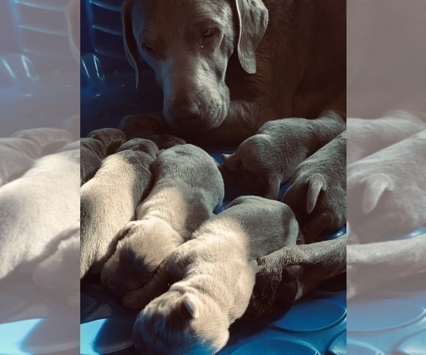 Medium Photo #3 Labrador Retriever Puppy For Sale in OUTLOOK, WA, USA
