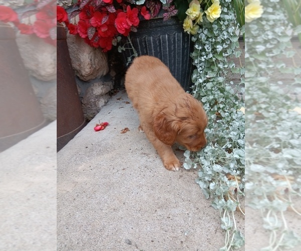Medium Photo #20 Golden Retriever Puppy For Sale in GREENWOOD, WI, USA