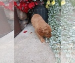 Small Photo #20 Golden Retriever Puppy For Sale in GREENWOOD, WI, USA