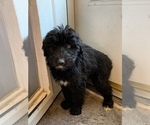 Small #5 Labradoodle-Poodle (Standard) Mix