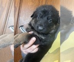 Small #2 German Shepherd Dog