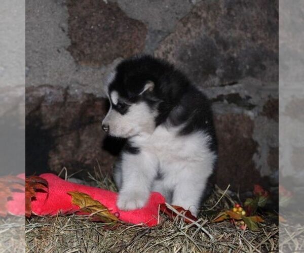 Medium Photo #2 Alaskan Malamute Puppy For Sale in CROGHAN, NY, USA