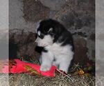 Small #1 Alaskan Malamute