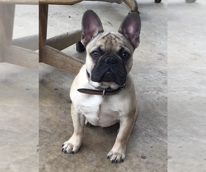 French Bulldog Puppy for sale in OMAHA, TX, USA