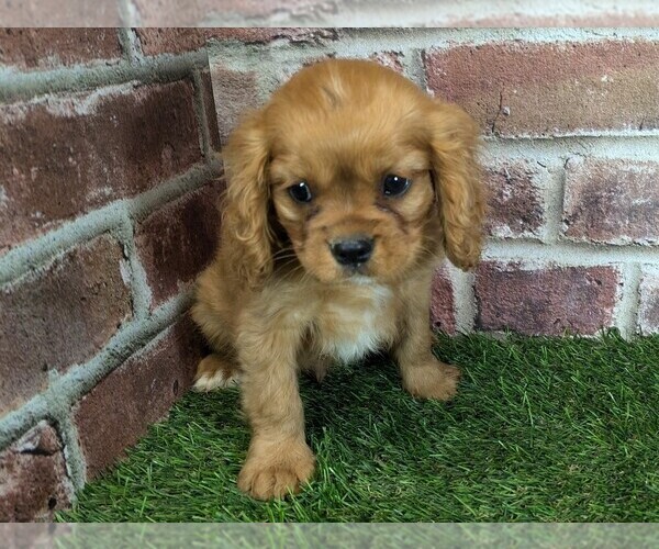 Medium Photo #10 Cavalier King Charles Spaniel Puppy For Sale in MOBERLY, MO, USA