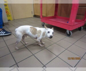 Chihuahua Dogs for adoption in Ocala, FL, USA