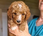 Small #6 Poodle (Standard)