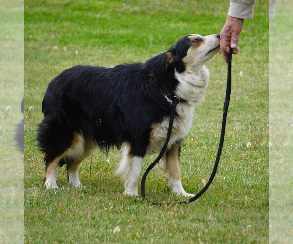 Medium Photo #1 Border Collie Puppy For Sale in DOUGLASS, KS, USA