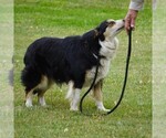 Small Border Collie