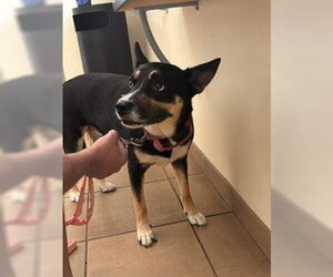 Australian Kelpie-Unknown Mix Dogs for adoption in Lee's Summit, MO, USA