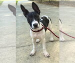 Small #10 Labrador Retriever Mix