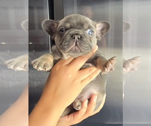 French Bulldog Puppy for Sale in NORTH PORT, Florida USA