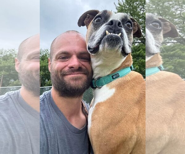 Medium Photo #5 Boxer Puppy For Sale in Burnsville, MN, USA
