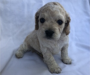 Cockapoo Puppy for sale in CLAY CITY, IL, USA