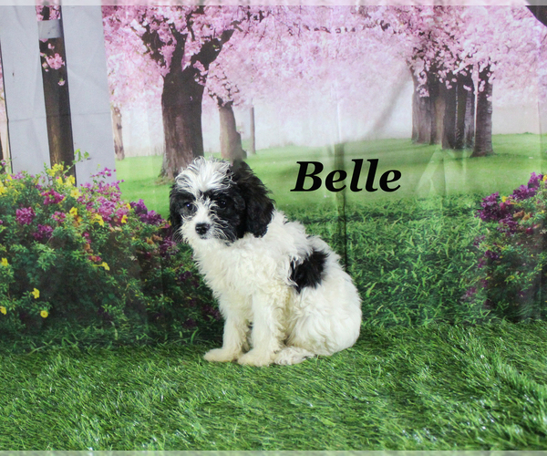 Medium Photo #19 Cavapoo Puppy For Sale in CHANUTE, KS, USA