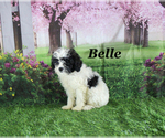 Small #18 Cavapoo