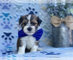 Havanese Puppy for sale in LANCASTER, PA, USA