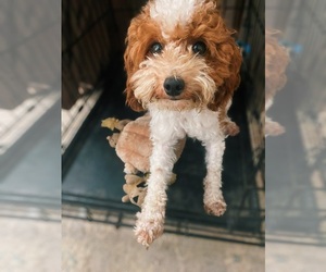 Father of the Goldendoodle puppies born on 04/21/2026