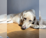 Small #16 Labrador Retriever Mix