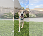 Small Photo #2 Anatolian Shepherd-Labrador Retriever Mix Puppy For Sale in Genesee, WI, USA