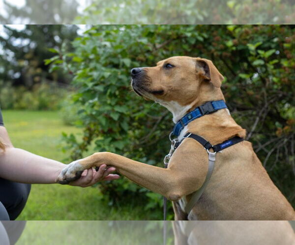 Medium Photo #18 Mutt Puppy For Sale in Bemidji, MN, USA