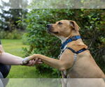 Small Photo #18 Mutt Puppy For Sale in Bemidji, MN, USA