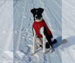 Small #2 Border Collie-Great Pyrenees Mix