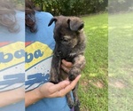Small #4 Dutch Shepherd Dog
