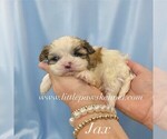 Image preview for Ad Listing. Nickname: Jax