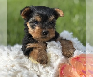 Yorkshire Terrier Puppy for sale in ROCK STREAM, NY, USA