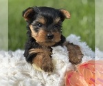 Image preview for Ad Listing. Nickname: Hershey