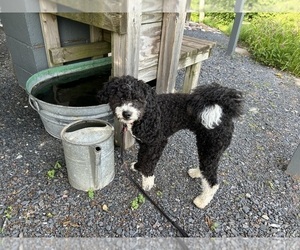 Miniature Bernedoodle-Poodle (Miniature) Mix Puppy for Sale in BAYFIELD, Wisconsin USA