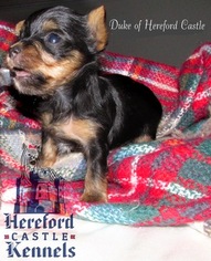 Yorkshire Terrier Puppy for sale in EVANS, GA, USA