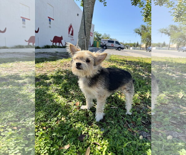 Medium Photo #3 Shih Tzu-Unknown Mix Puppy For Sale in Sanford, FL, USA
