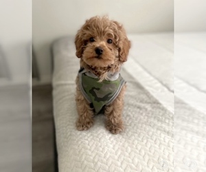 Maltipoo-Poodle (Toy) Mix Puppy for sale in MURRIETA, CA, USA