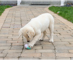 Small #12 Labrador Retriever