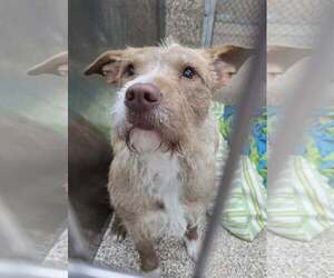 Unknown-Vizsla Mix Dogs for adoption in Martinsburg, WV, USA