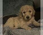 Puppy Sunny Goldendoodle