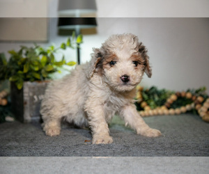 Medium Cavapoo (Miniature)