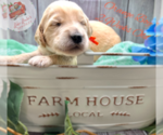 Small Photo #11 Goldendoodle Puppy For Sale in HAMPSTEAD, NC, USA
