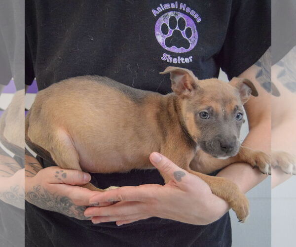 Medium Photo #2 American Staffordshire Terrier-Boxer Mix Puppy For Sale in Huntley, IL, USA