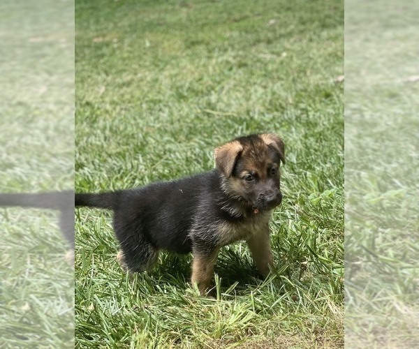 Medium Photo #3 German Shepherd Dog Puppy For Sale in CHARLOTTE, NC, USA