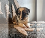 Small Photo #3 Miniature Australian Shepherd Puppy For Sale in WOLFE CITY, TX, USA