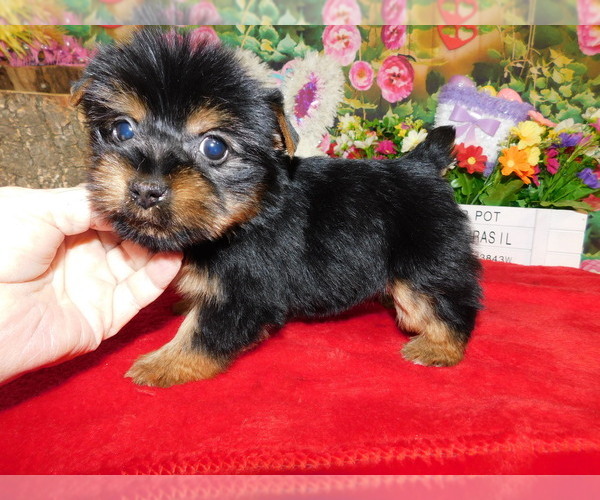 Medium Photo #3 Yorkshire Terrier Puppy For Sale in HAMMOND, IN, USA